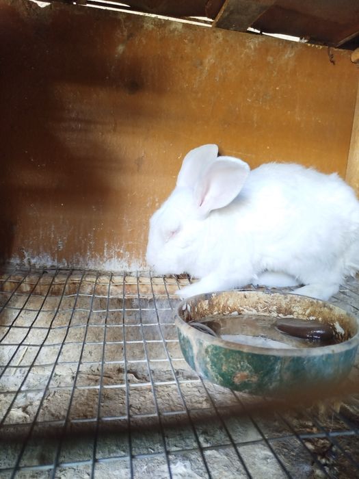 Quyon.Zoti beliy velikan