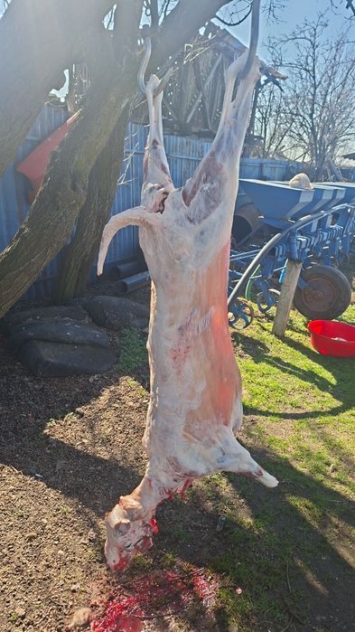 Vand berbeci castrati si tapi castrati