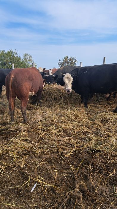 Быки двухлетки с откорма.