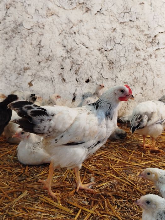 Adleriskiy 2 oylik joʻjalari sotiladi