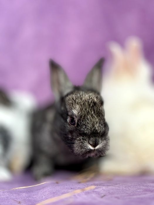 Куйон боллани сотлади 30-45 кунлик