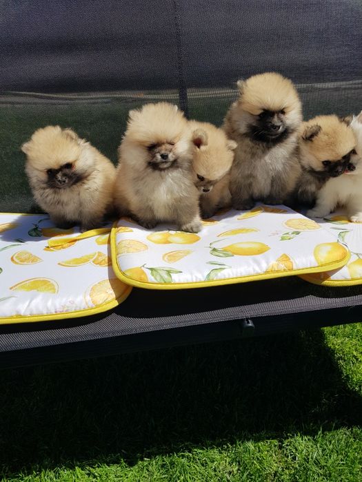 Померан померанчета Гр. София