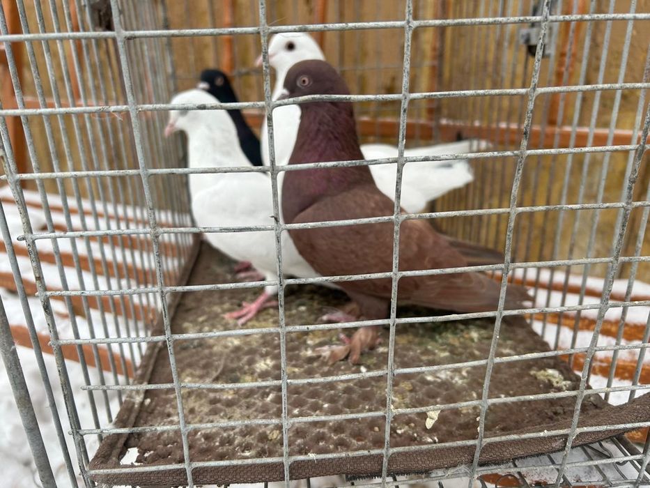 Продам голубей по 3 000 тенге