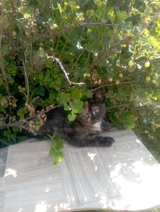 Отдам котят в хорошие руки
