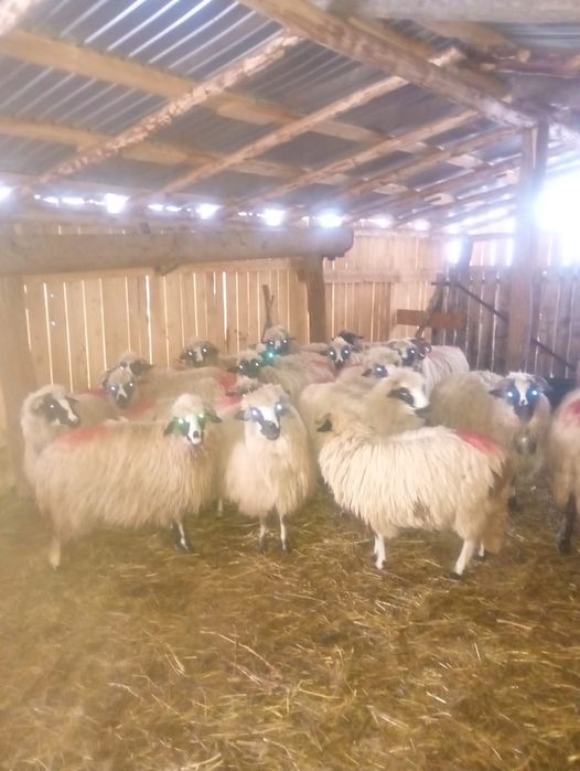 Disponibile 21 de oi