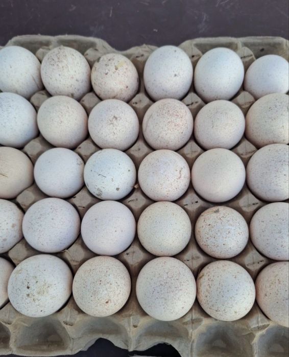 Яйца инкубационные бройлера 290 тг