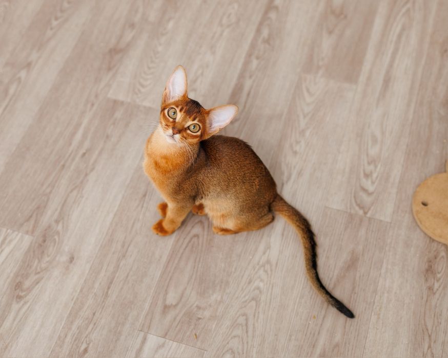 Абиссинский котенок