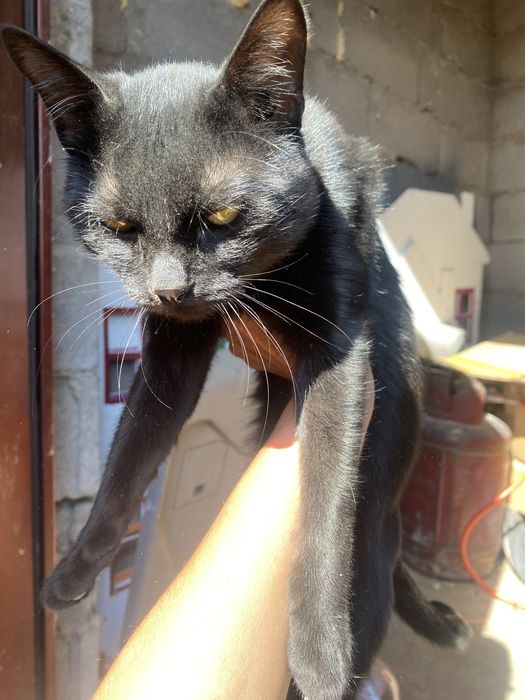 Отдаю кота. 1 год.