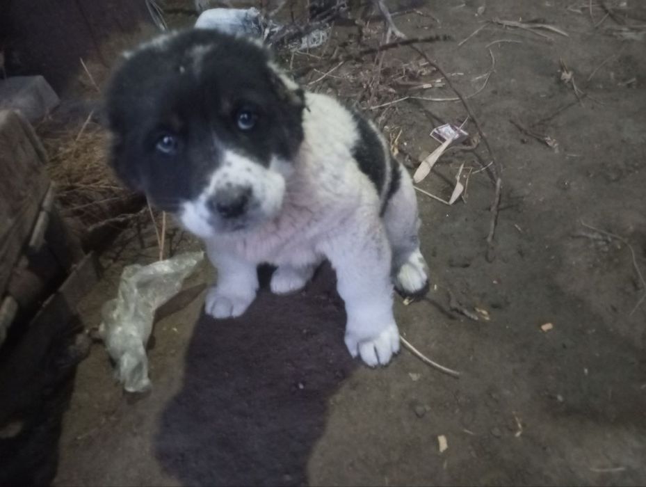 It sotiladi narxi 350ming