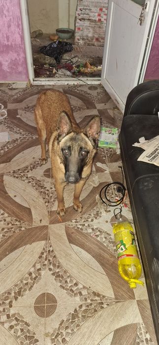 Белгиска овпарка малиноа