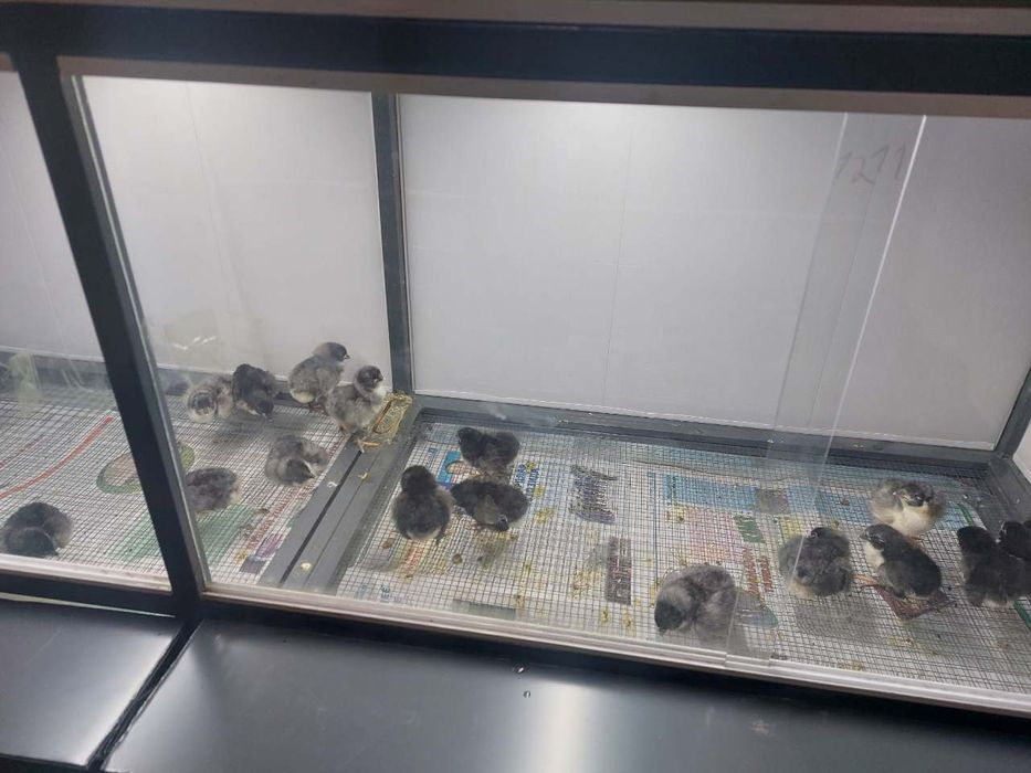 Брудер жўжалар учун,  Bruder jo'jalar uchun