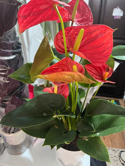 Комнатные растения