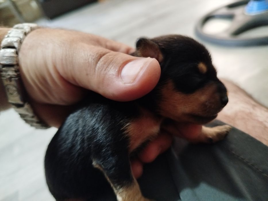 Щенки той терьер