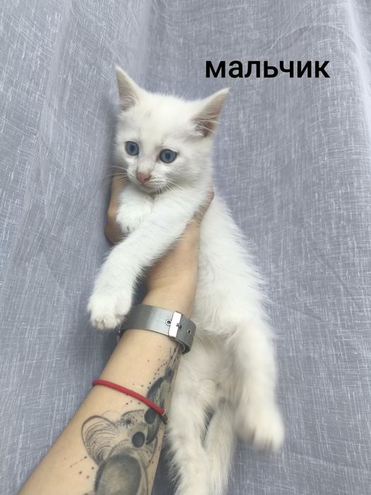 Отдам прекрасных котят