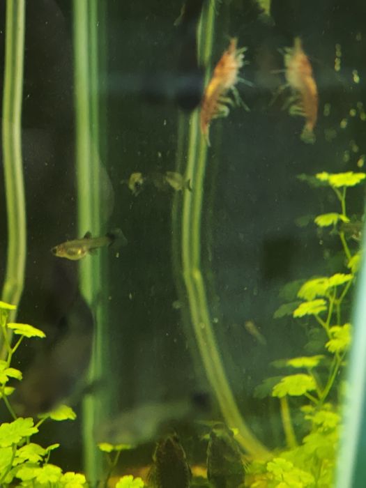 Креветки аквариумные