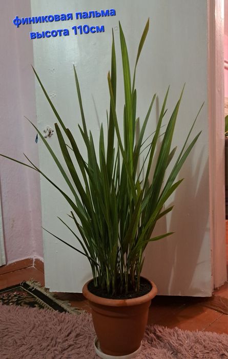 Комнатные цветы разные