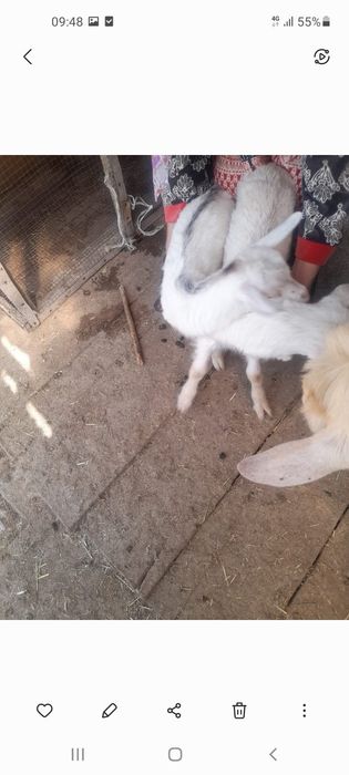 Заненский ешкі срочно сатылады
