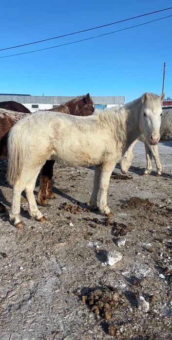 2 Кунандар  1 Тай Шубар