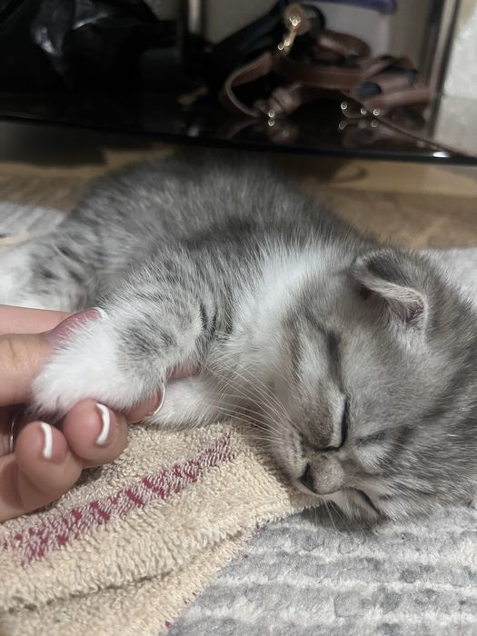 Кошка пародисты красивый