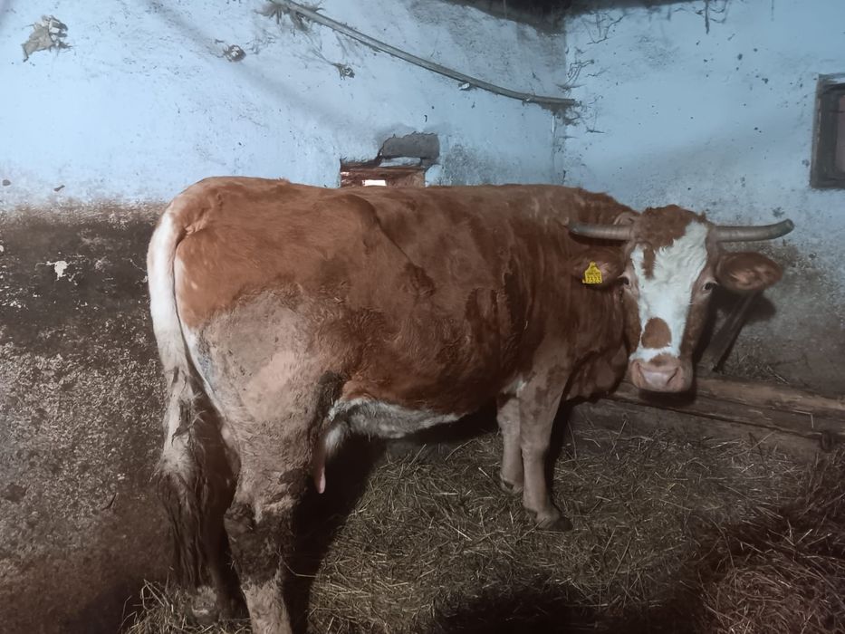 Vând două vaci de abator