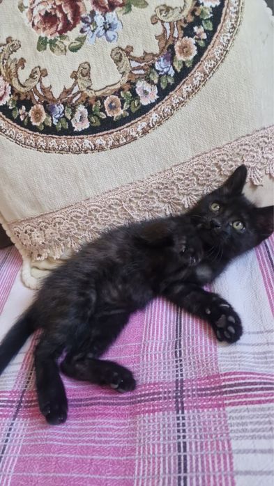 Отдам в хорошие руки