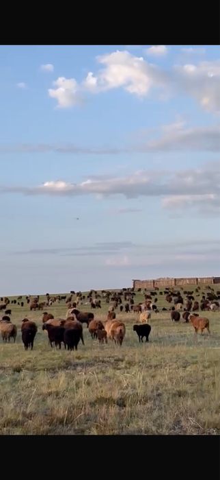 Кой козылы сатамын