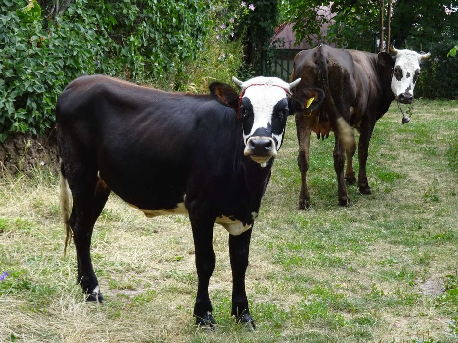 Дачу в горах продам.