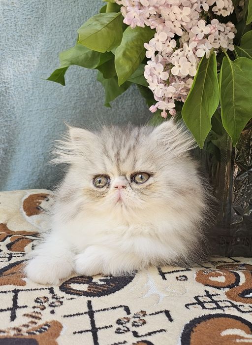 Персийски котенца