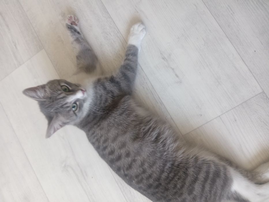 Отдам кота бесплатно