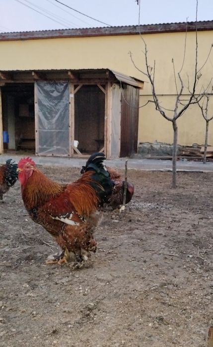 Cocoș cochinchina porțelan