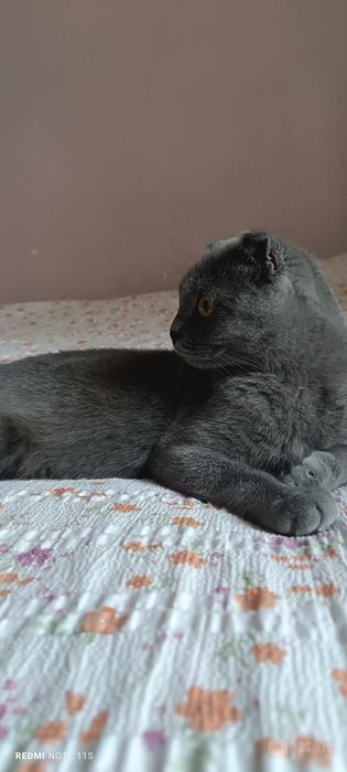 Qizbola mushukcha