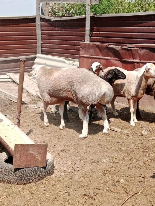 Продам барана плименой