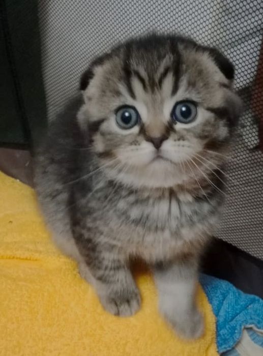 ШоТлаНдские КотЯта - КоТикИ