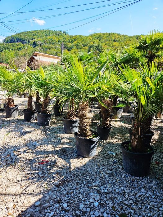 Vând palmieri trachycarpus rezistenți la îngheț