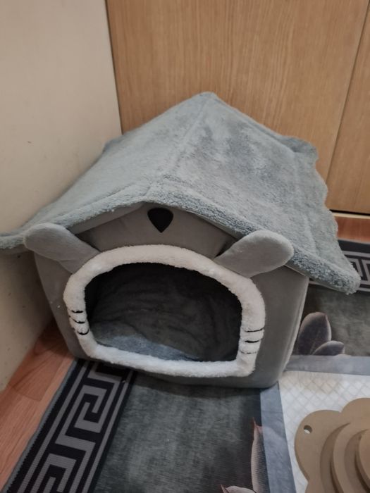 Котенок голубоглазый