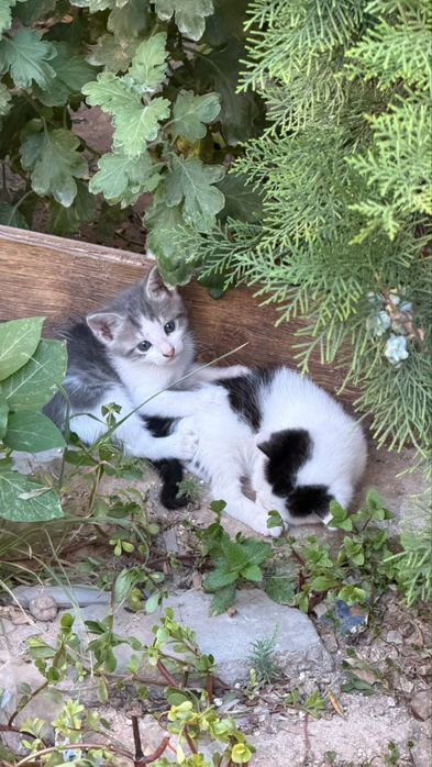 Отдам котят в добрые руки