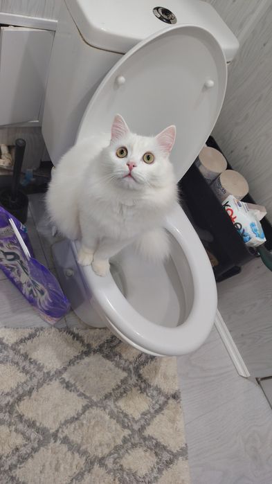 Потерялся кот белого цвета, особые приметы: белый в связи с болезнью е