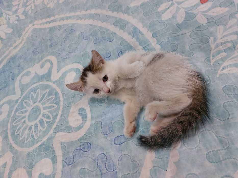 Отдам бесплатно котенка