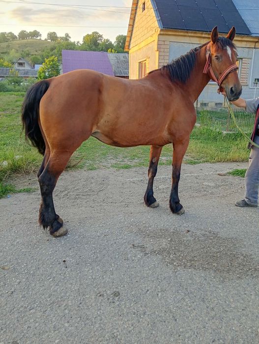 Vând iapă de 7 ani