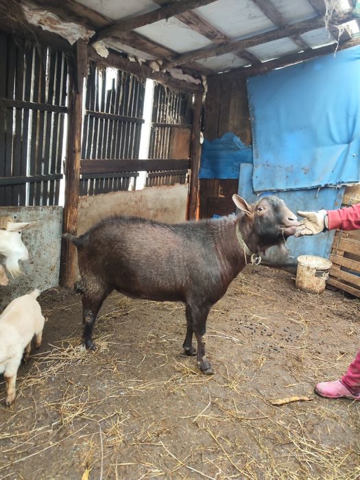 Țap Murciano Granadina