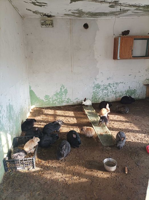 Зайци продава 2026