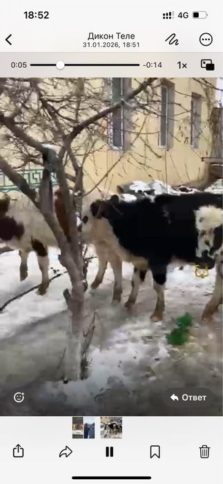 баспактар сатылады,