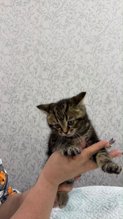 Продается котик шатландский прямоушка