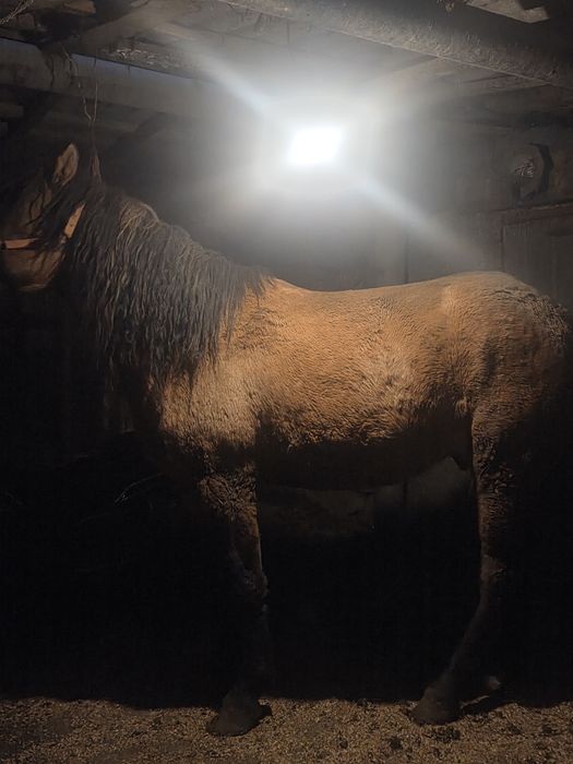 Продам лошадь с откорма