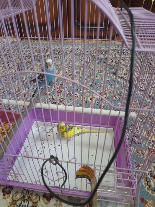 Продам попугаев ..