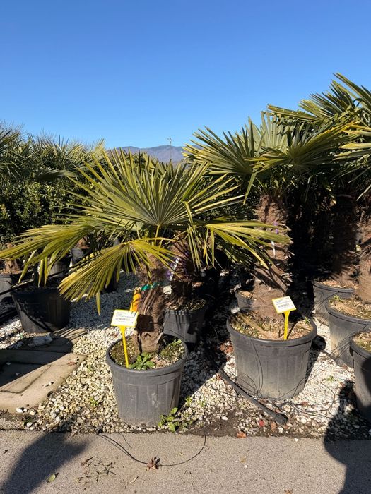 Palmieri tranhicarpus plante