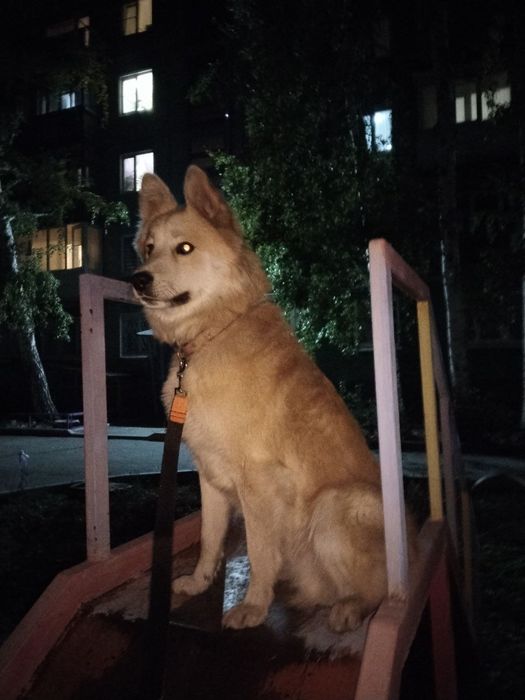 Собака бесплатно