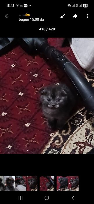 Britanskiy mushukchalar qulogʻi  yotgan 1mlndan.