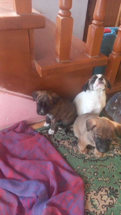 Щенки смесь Бельгийка мама с двором