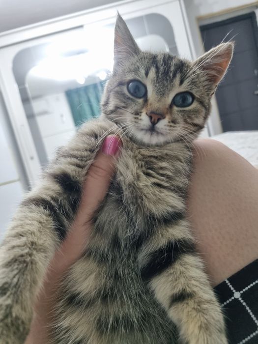 Котёнок в добрые ручки